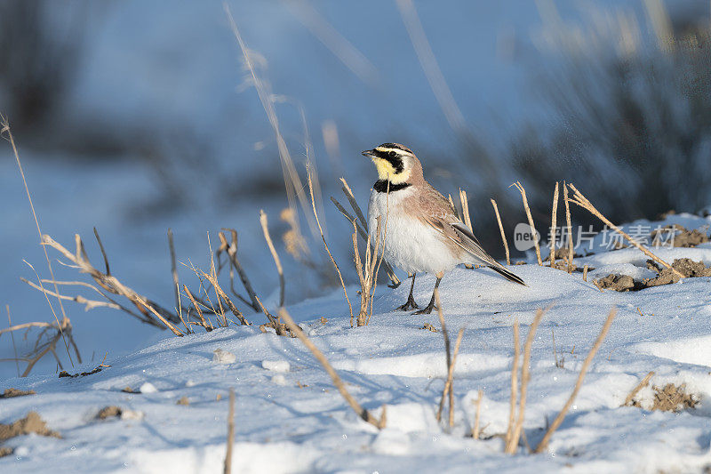 角云雀(eremophila alpestris)站在白雪覆盖的山上